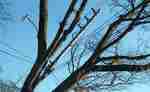 Tree-Gainsborough.jpg